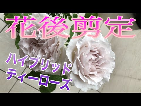 ハイブリッドローズ「セントゴールド」 植物