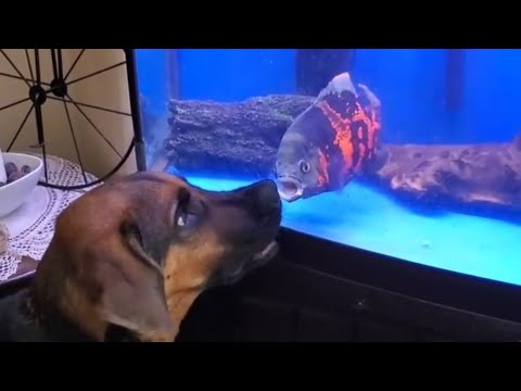 Dog fighting with Oscar fish.