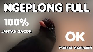 Download lagu Poksay Mandarin Gacor Ngeplong... Cocok Buat Pancingan Pikat, Ampuh Terbukti Terbaru 2022... mp3 Download lagu Poksay Mandarin Gacor Ngeplong... Cocok Buat Pancingan Pikat, Ampuh Terbukti Terbaru 2022... mp3