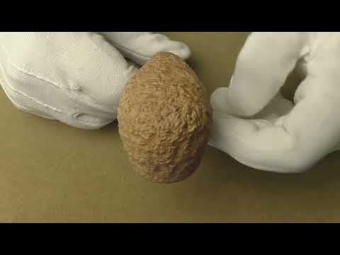 Radice Rind Pure - pipe 1508