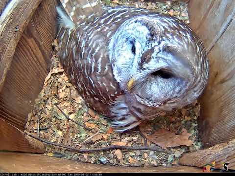 Female Barred Owl Preens After Hooting Duet – Apr. 2, 2019