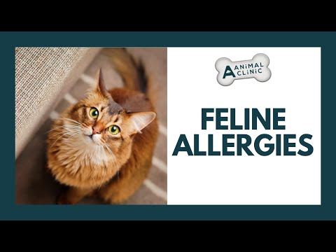 Cat Allergies | A-Animal Clinic | Fort Worth, Texas
