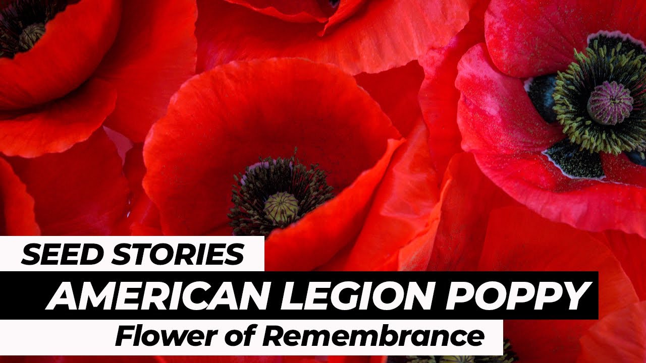 Red Poppies: Flowers of Remembrance