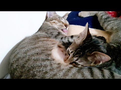 5 months old Kitten can't stop suckling while Mother Cat is dreaming!