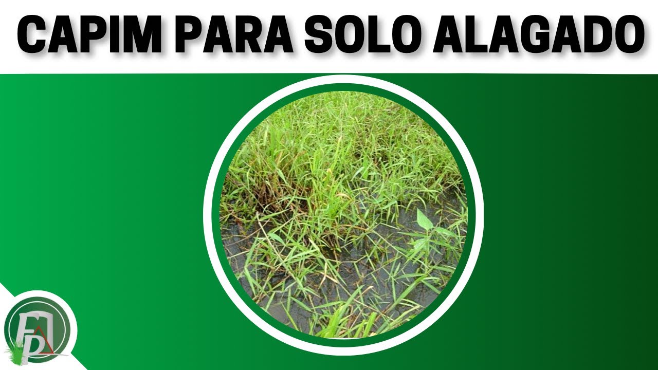 CAPINS PARA SOLOS ALAGADOS