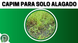 CAPINS PARA SOLOS ALAGADOS