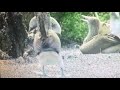 Animal ABCs D For Dolphin