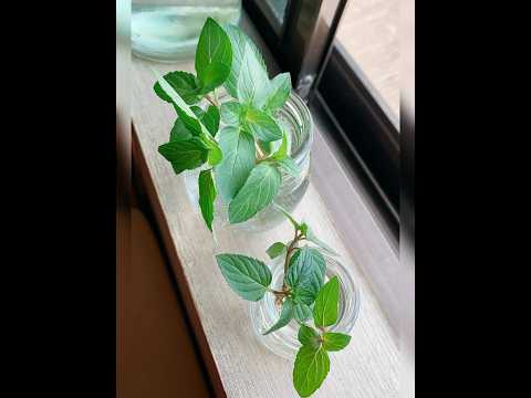 秋に育てたい芳香のあるハーブ：コンテナや地植えに適した植物トップ 5  庭園