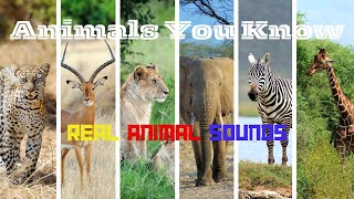Animals you know 101❤️ | Cheetah, Elephant, Rhino, Echidna, Koala, Penguin, Peacock, Dingo, Cockatoo