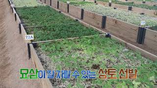 [스토리가 있는 경기팜 광고 08]새싹삼이 담았습니다