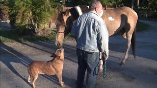 Stolen horse found in Southwest Miami-Dade County