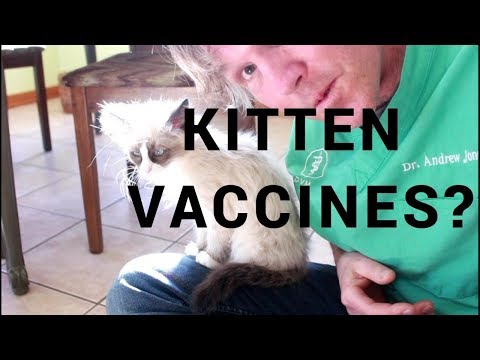 Are Kitten Vaccines Necessary?