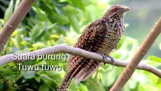 Download lagu asli bikin merinding, suara burung tuwu tuwu mp3