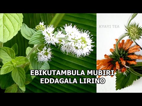 Gwe Alina Ebikozesa Ekiro Eddagala Lirino Alina Ebikutambula Mumubiri Eddagala Lirino