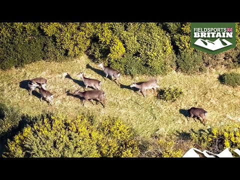 A Year in the Life of Sika, part 4 – a sika storm is brewing