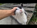 The Friendly Tuxedo Street Cat Showing Off His Magnificent Long Whiskers 9