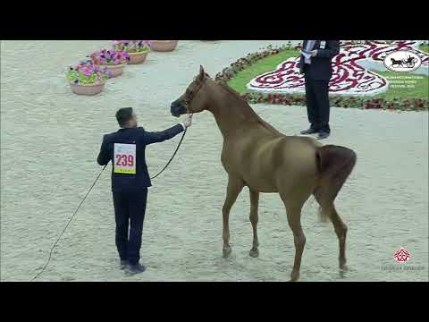 N 239 D SOFIAN   Sharjah International Arabian Horse Festival 2022   Stallions 4 6 Years Old Section