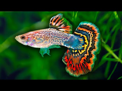 YouTube video about: Are guppies schooling fish?