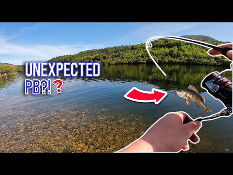 I fished a PERCH GOLDMINE! and BROKE my PB?!