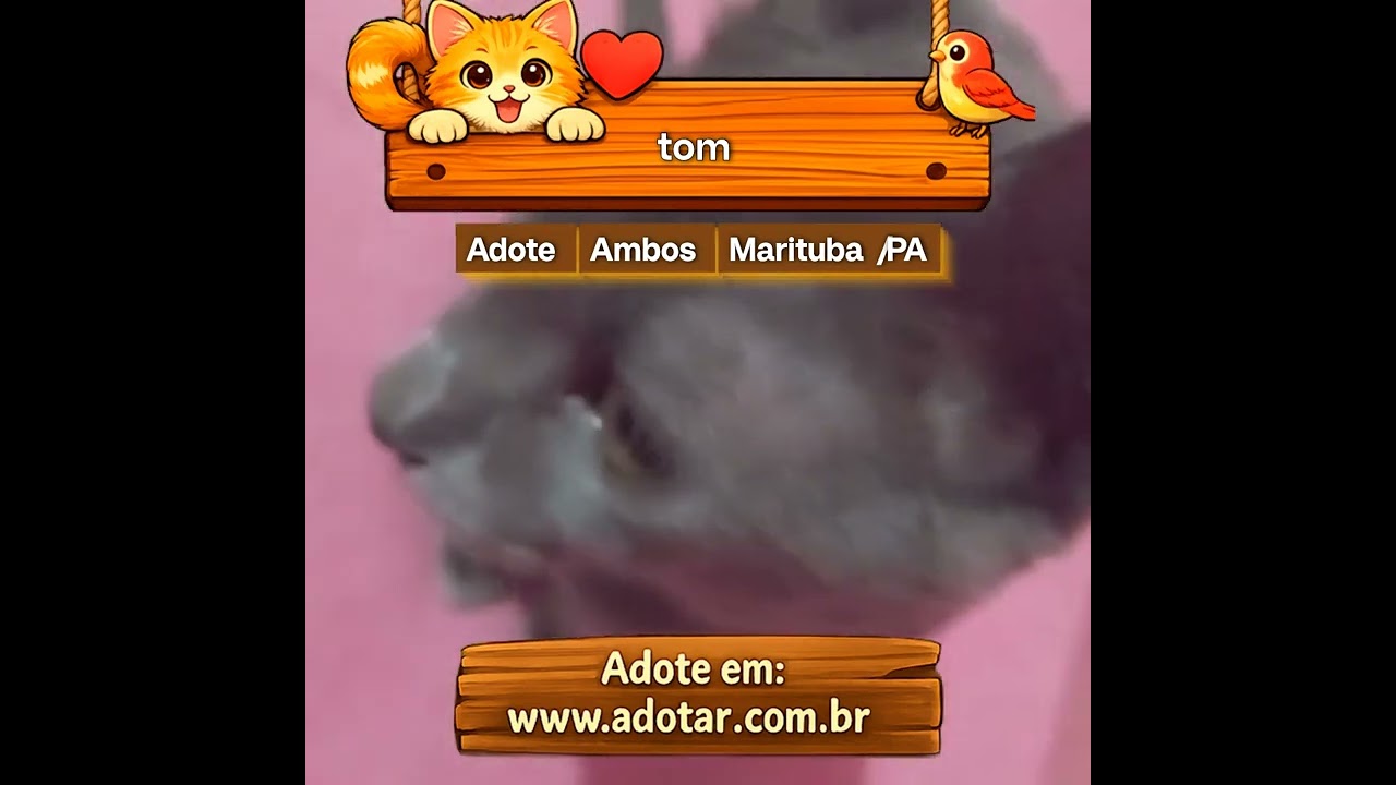 Gato raça Chartreux idade 1 ano nome tom