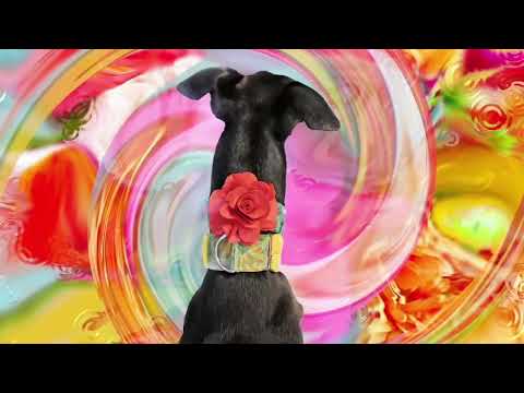 07 Scheherazade's Sea 2021 - excerpt 'Celestial Being'