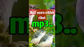 Download lagu suara mp3 ciblek ribut masteran pikat.. mp3