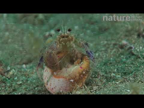 Pagurus prideaux