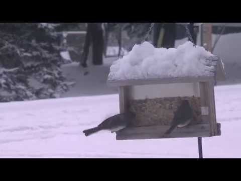 Hungry Birds Caught in Snow Fall on April 15, 2014 - Parry Sound