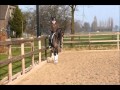 Rijponyhengst David Van Den Hout