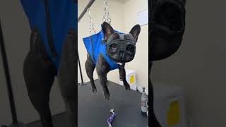 Funny French Bulldog #usa #dog#funny #frenchbulldog #dogslove #petsunited #funnyvideos #pets