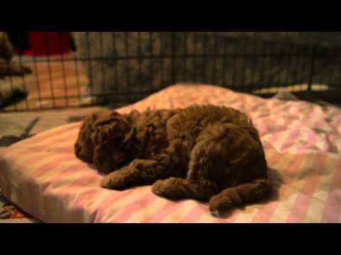 download lagu mp3 mp4 Dwarf Goldendoodle, download lagu Dwarf Goldendoodle gratis, unduh video klip Dwarf Goldendoodle