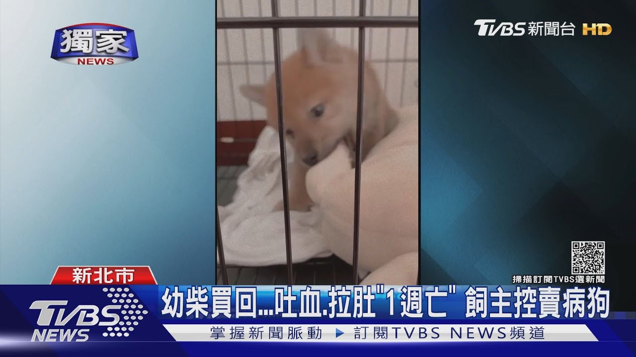幼柴買回吐血、拉肚「1週亡」 飼主控賣病狗