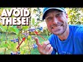 Don T Make These 7 Mistakes In The Blueberry Growing Process