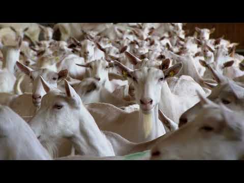 Programm zur Bekämpfung und Überwachungder Pseudotuberkulose in Tiroler Milchziegenbetrieben