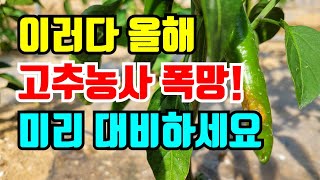 고추가 가뭄때문에 이상 증사을 보이고있어요.빠른 대처만이 고추수확 할수있는 지름길 입니다.
