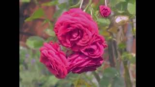 Mike Yung - Alright (Lyric Video)