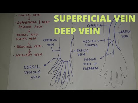 SUPERFICIAL AND DEEP VEINS OF THE UPPER LIMB
