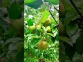 Grandma’s apple tree! 🍏       Apple pie anyone? #apples #rain #asmr #asmrnature  #sleep #appletrees