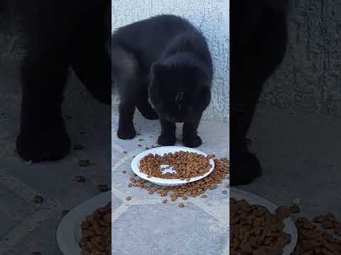 The stray cats i found is really hungry😟😔 #video #public #catfoods #catlover
