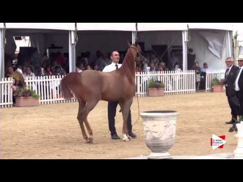 N.35 STAR OF VITORIO ORA - Menton 2015 - Fillies 2 year old (Class 2A)