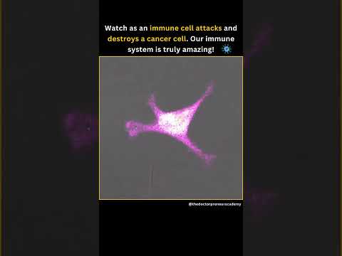 Immune Cells vs. Cancer: Watch the Battle Unfold Under the Microscope.