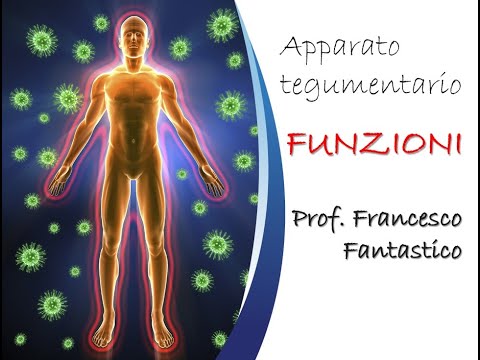 Apparato tegumentario - FUNZIONI