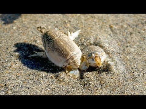 How to Catch Hidden Fishing Bait on the Beach