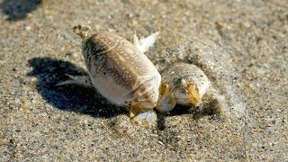 How to Catch Hidden Fishing Bait on the Beach