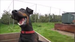 preview picture of video 'Chester the Manchester Terrier on the National Apple Day'