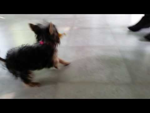 Yorkie and her new toy - the syringe