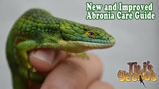 Everything you NEED to know before getting an Abronia Lizard! Abronia Care Guide