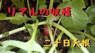 嗚呼、収穫の喜びよ!! ～二十日大根編～