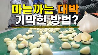 마늘까는 기막힌 기계 정말 쉽고 간편합니다 국산 깐마늘