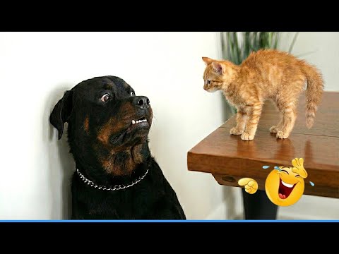 Smarty Funny Animal Video Clips 😹🐶 The Funniest cat & dog Moments Compilation 🐾